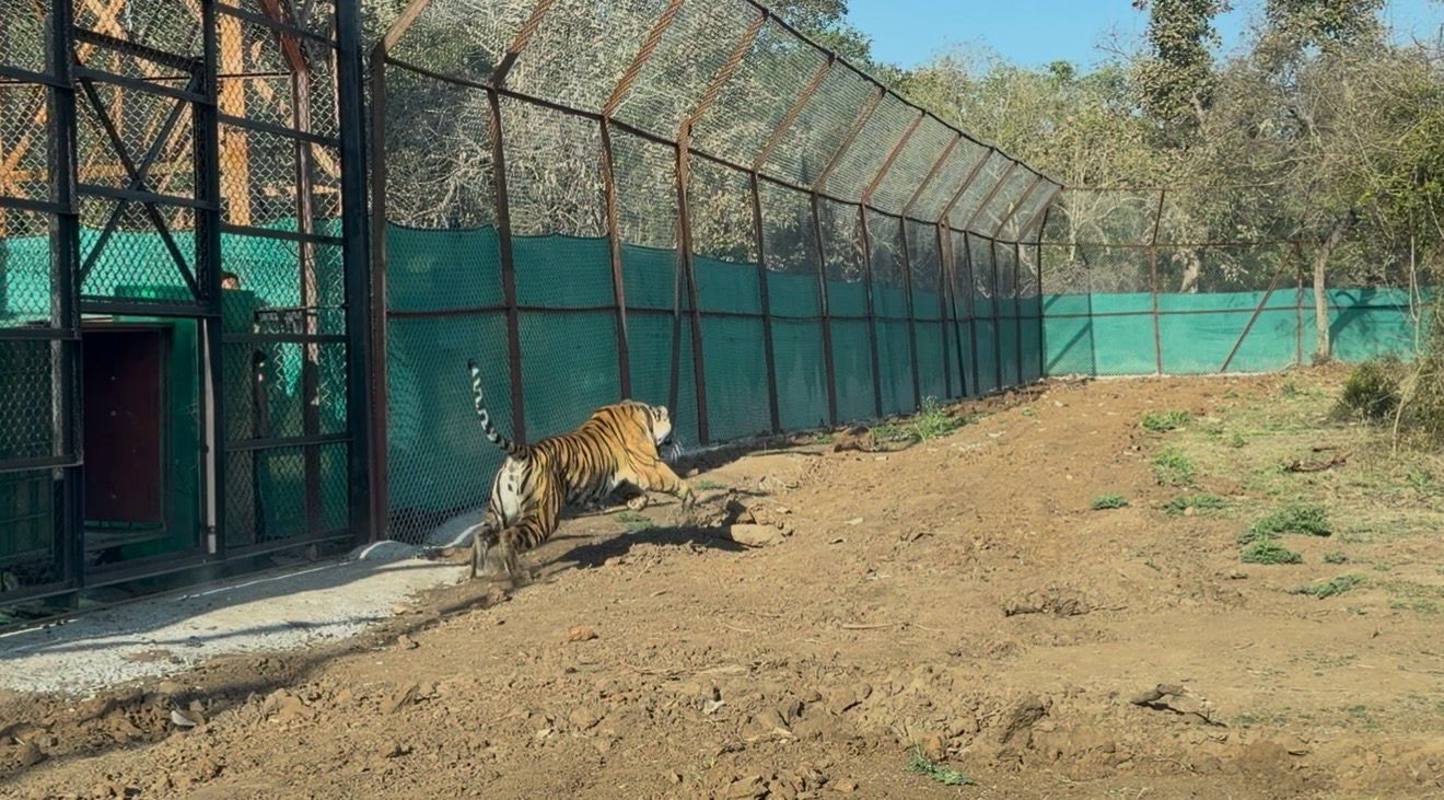Tigress shifted from Madhya Pradesh roaming in Mukundra enclosure