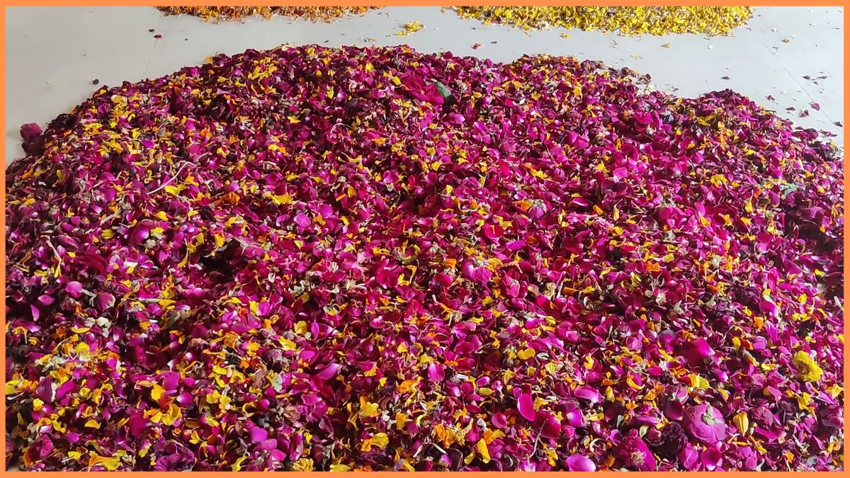Faridabad Holi by natural gulal