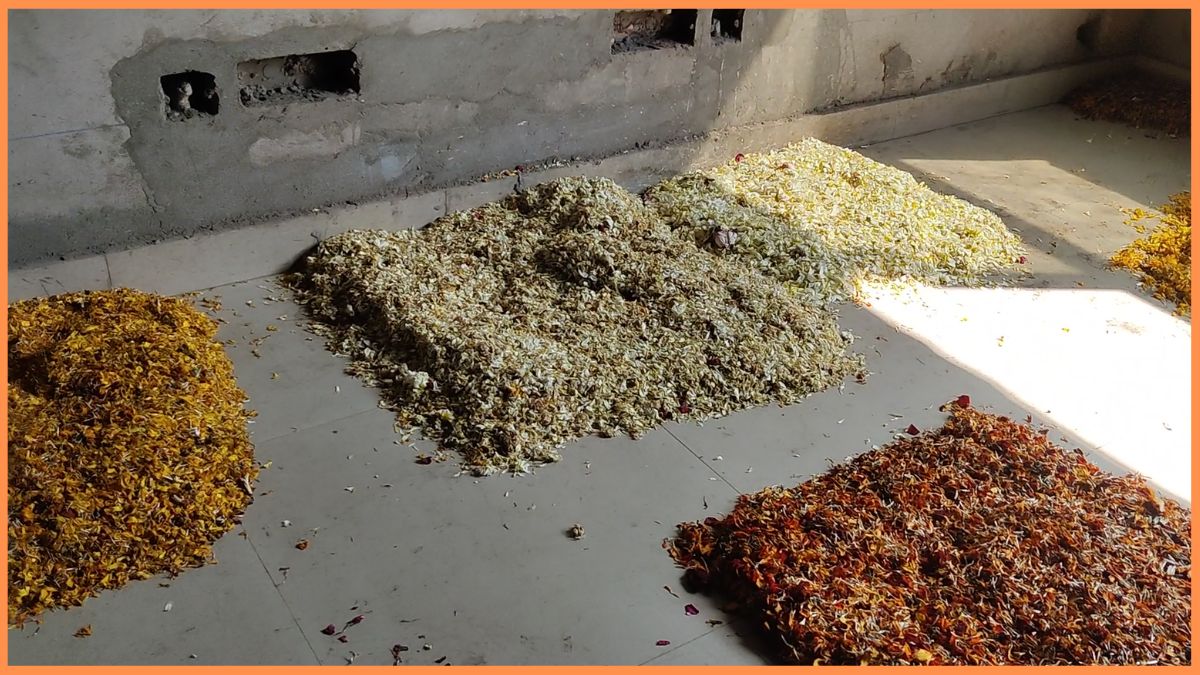 Faridabad Holi by natural gulal