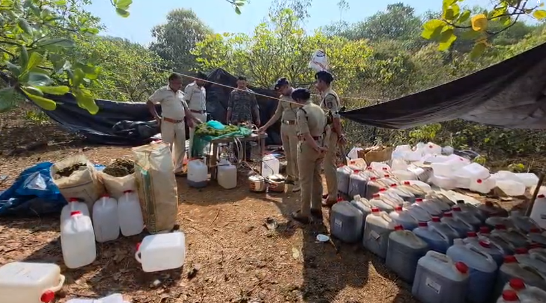 1,800 liter cannabis oil production unit worth crores of rupees along with 1,000 kg of dried cannabis has been seized.
