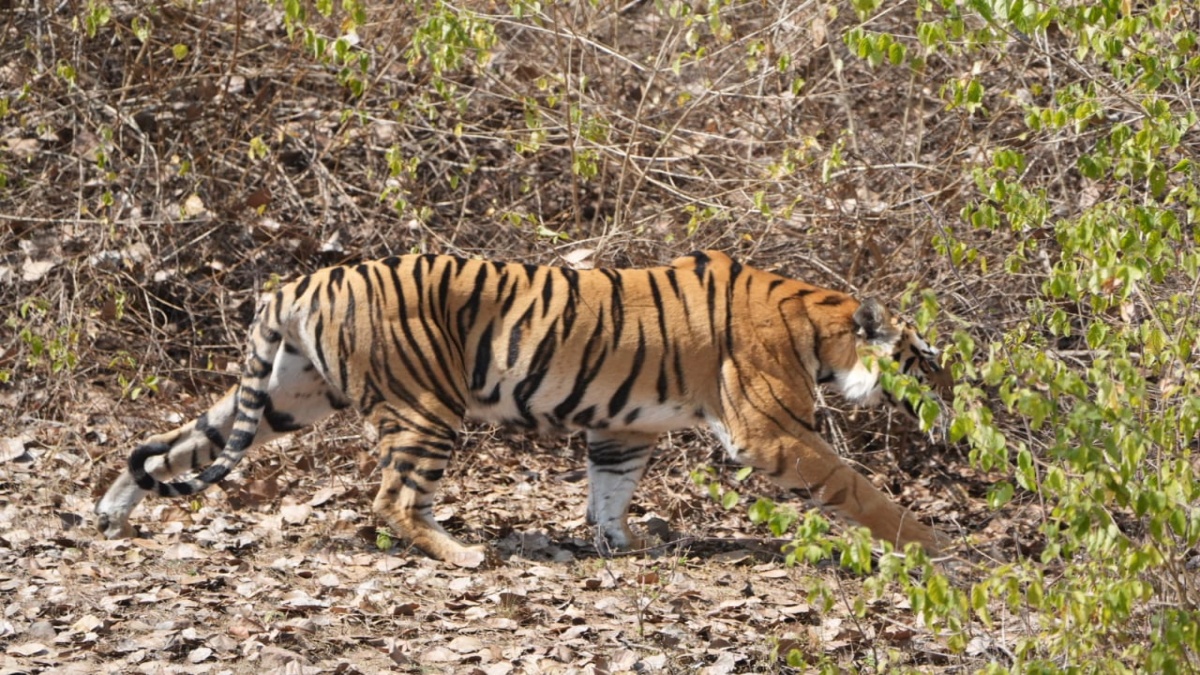 TIGRESS WORN RADIO COLLAR