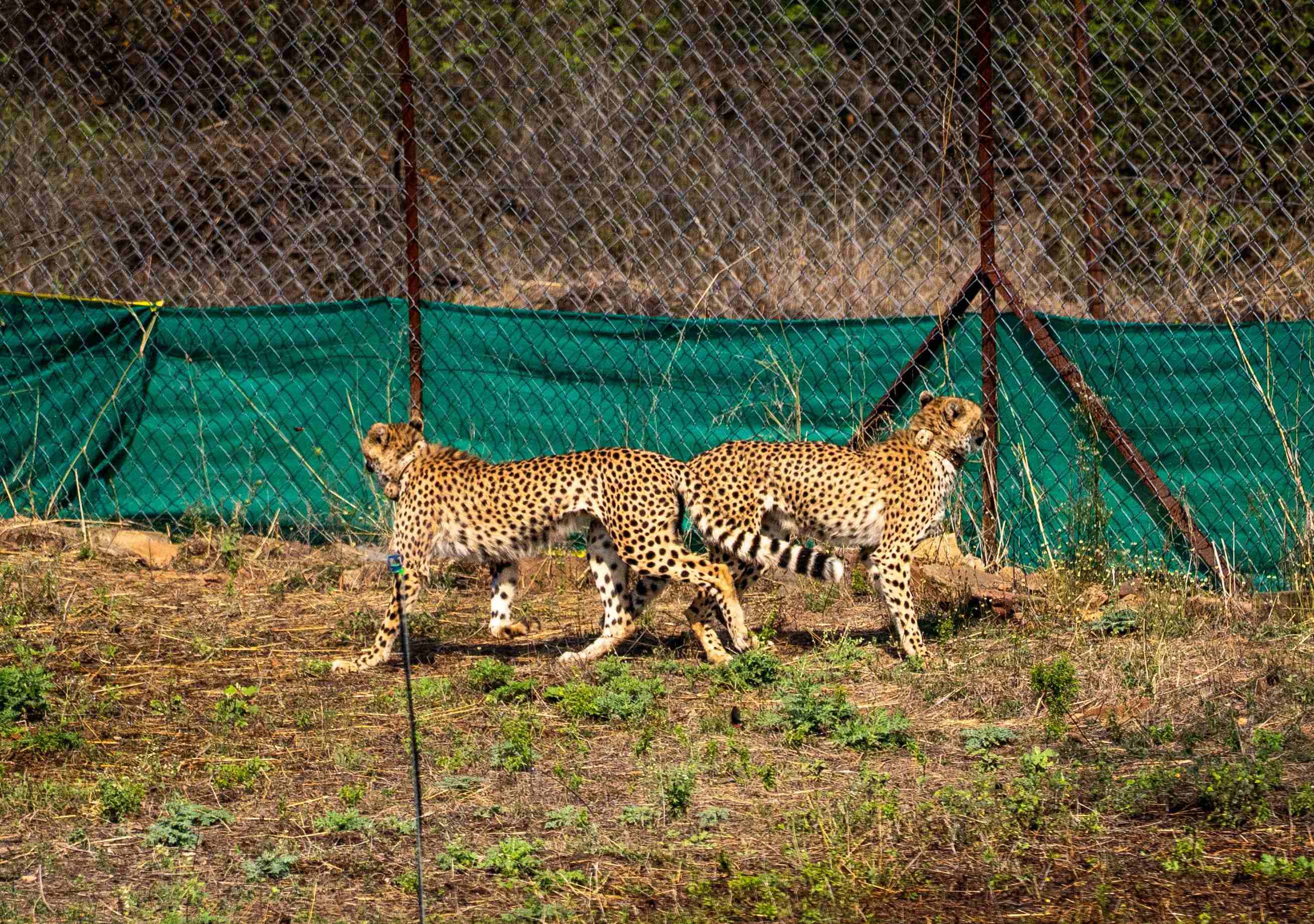 Cheetahs from Botswana are being released in Kuno on Saturday.