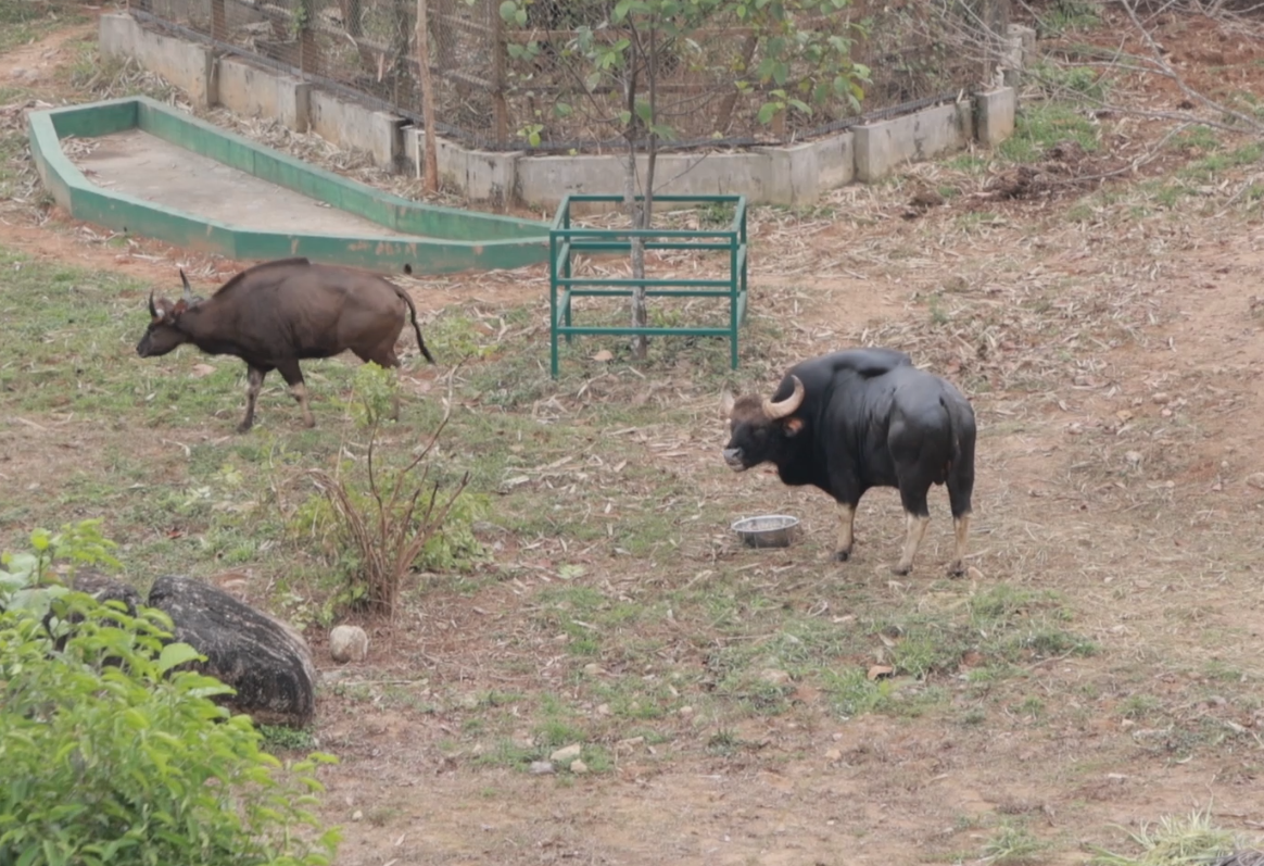സുവോളജിക്കൽ പാർക്ക് ഉദ്‌ഘാടനം  സുവോളജിക്കൽ പാർക്ക് തൃശൂർ  പുത്തൂർ മൃഗശാല  പുത്തൂർ മൃഗശാല തുറന്നു