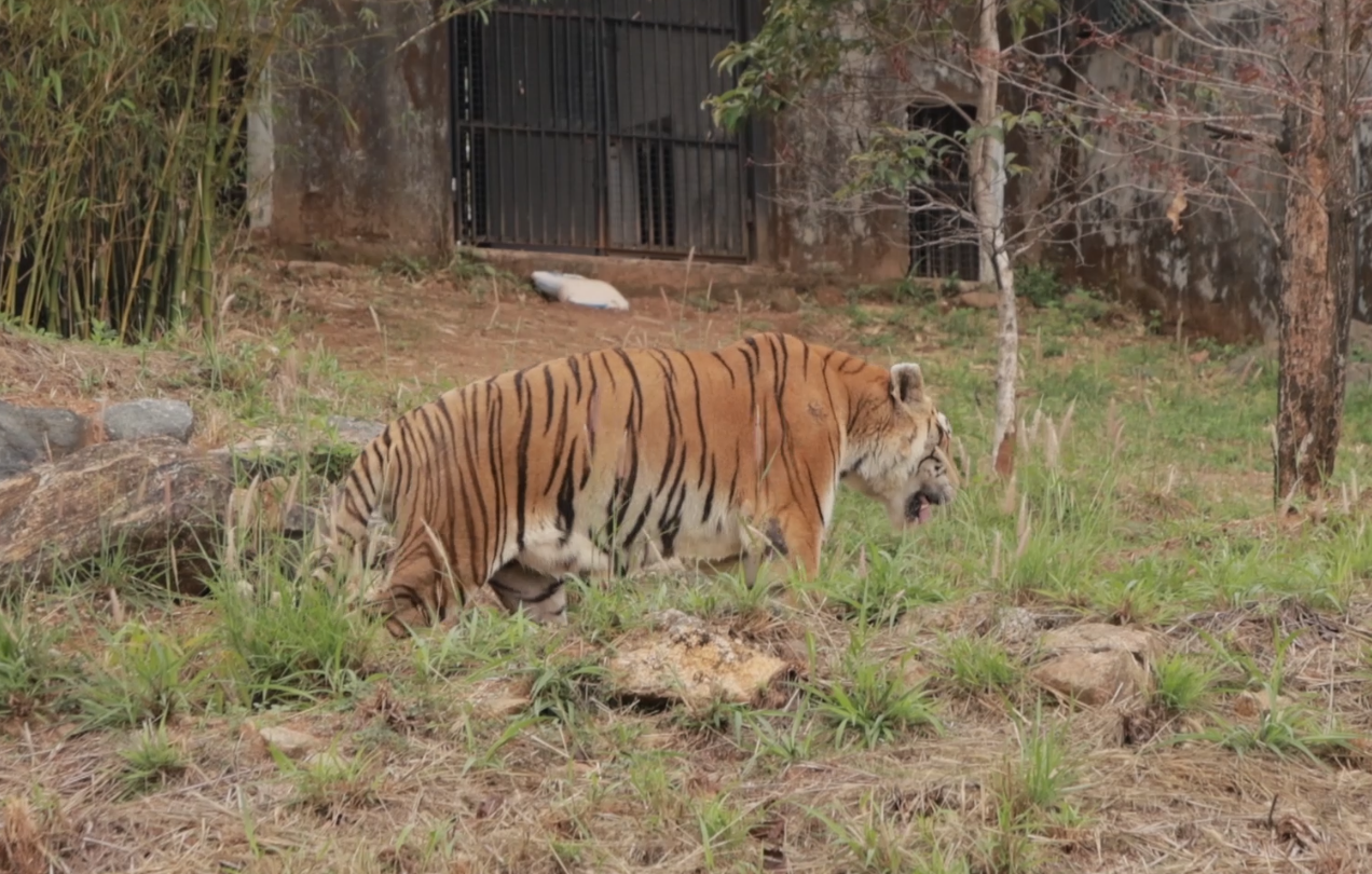 സുവോളജിക്കൽ പാർക്ക് ഉദ്‌ഘാടനം  സുവോളജിക്കൽ പാർക്ക് തൃശൂർ  പുത്തൂർ മൃഗശാല  പുത്തൂർ മൃഗശാല തുറന്നു