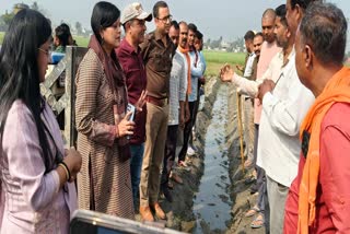 ACTION ON SUMMER RICE