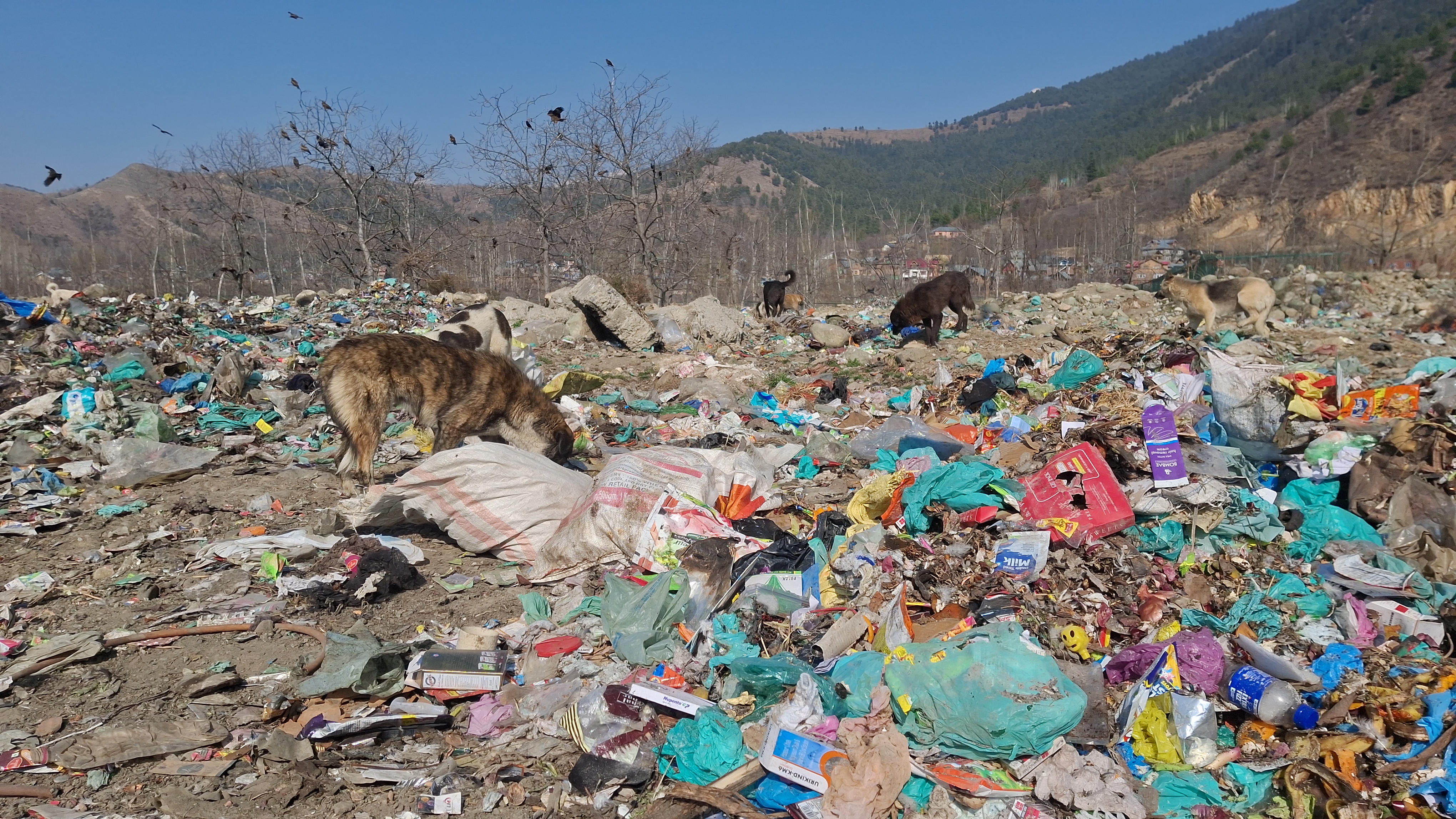 سالڈ ویسٹ منیجمنٹ پلانٹ  کے باہر کچرے کے انبار پر کتے گھومتے ہوئے