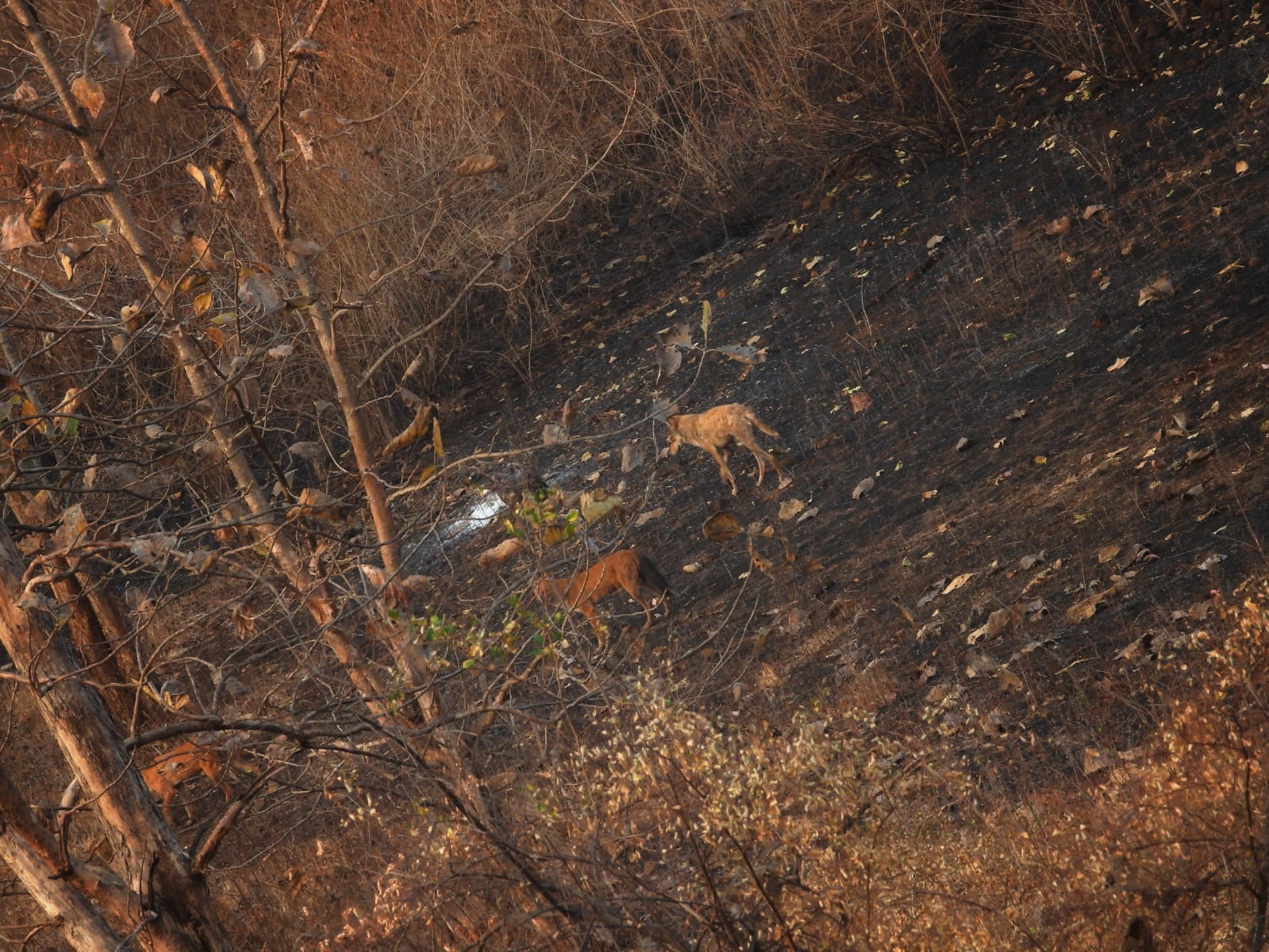 Wolves wild dogs together melghat