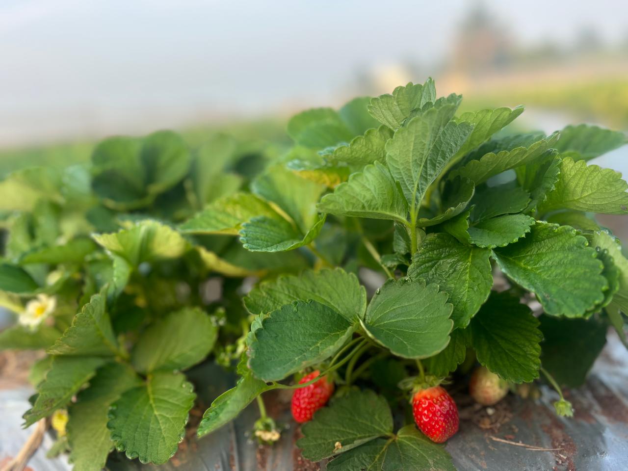 Strawberry Plant Baramati