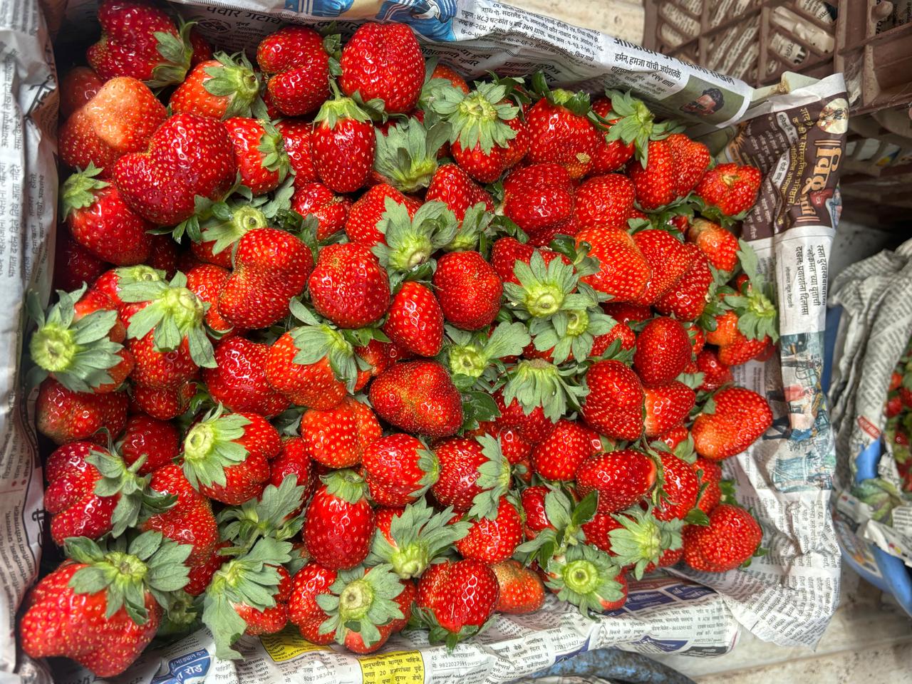बारामतीच्या पठारावरील स्ट्रॉबेरी