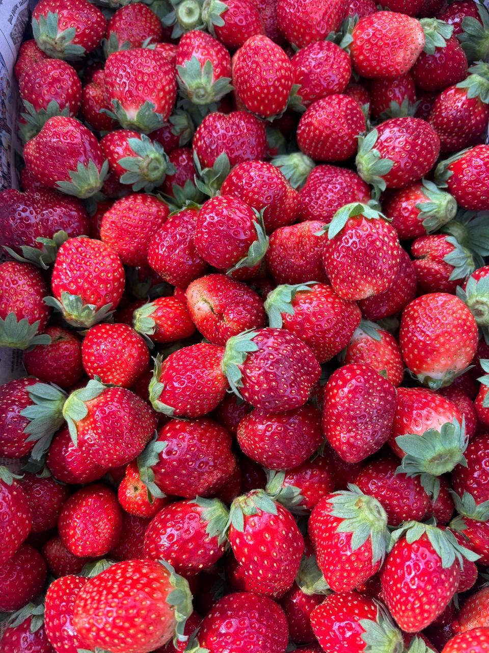 बारामतीच्या पठारावरील स्ट्रॉबेरी