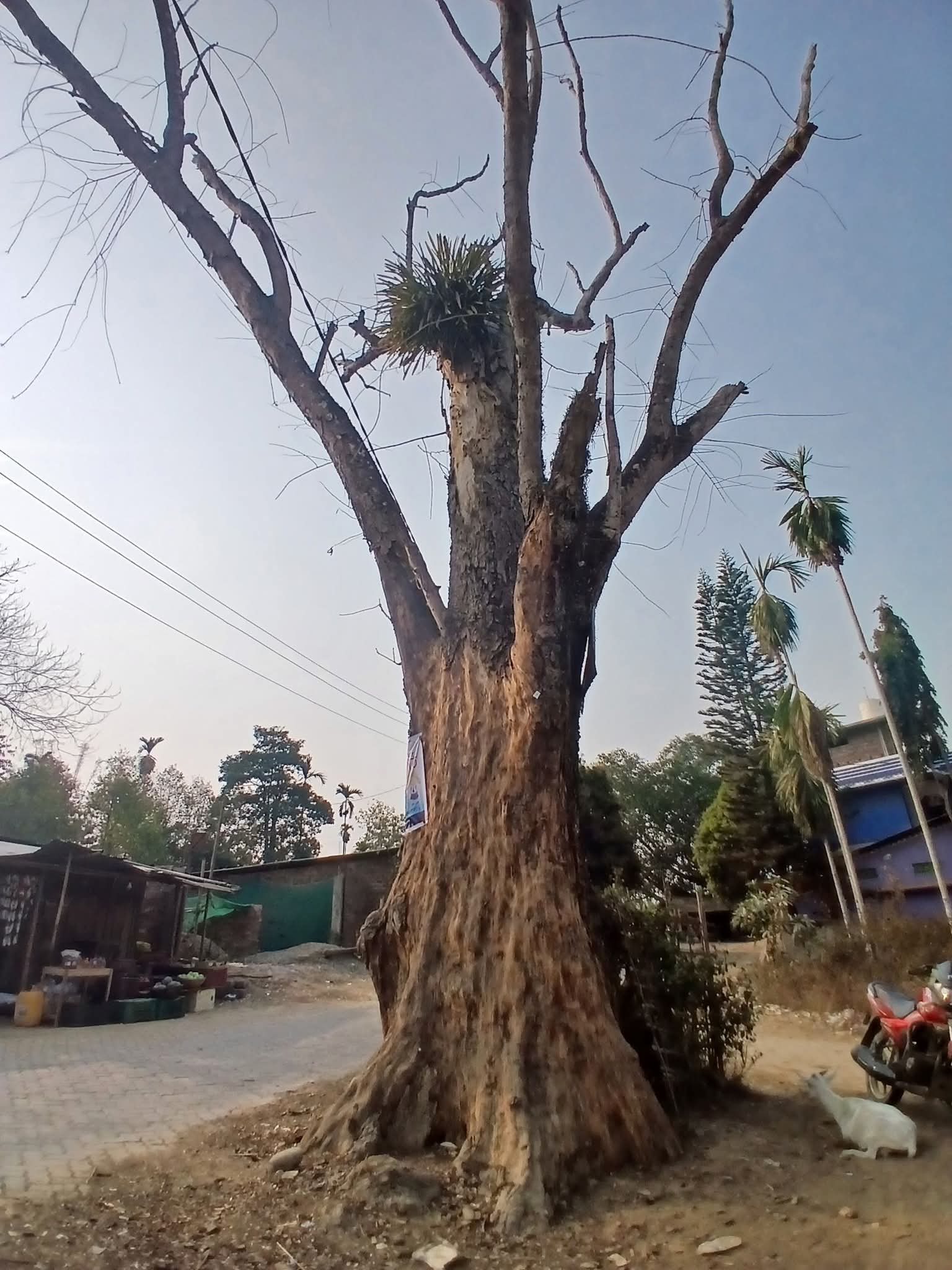 An old tree and Khokanguri village in Golaghat