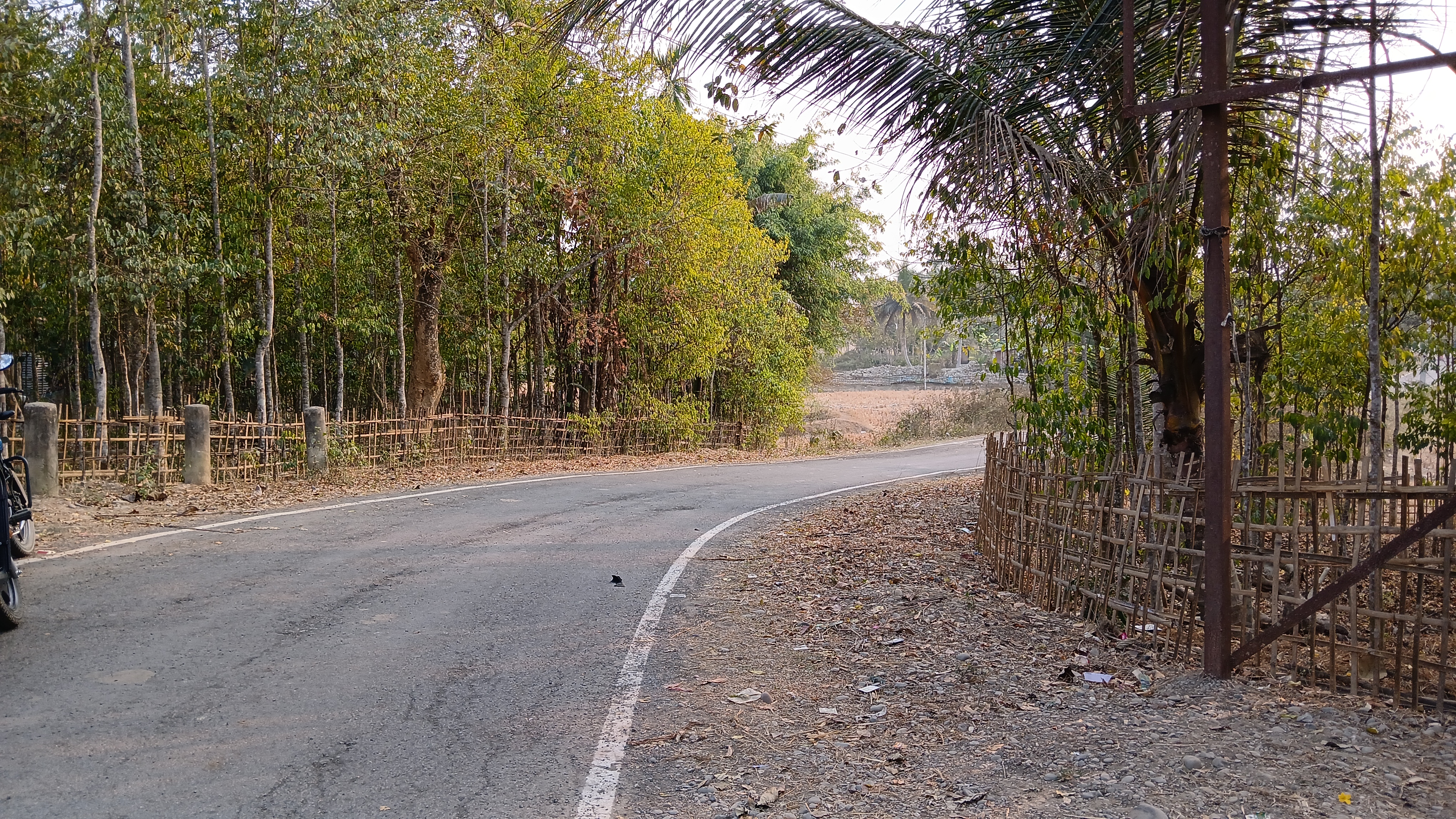 An old tree and Khokanguri village in Golaghat