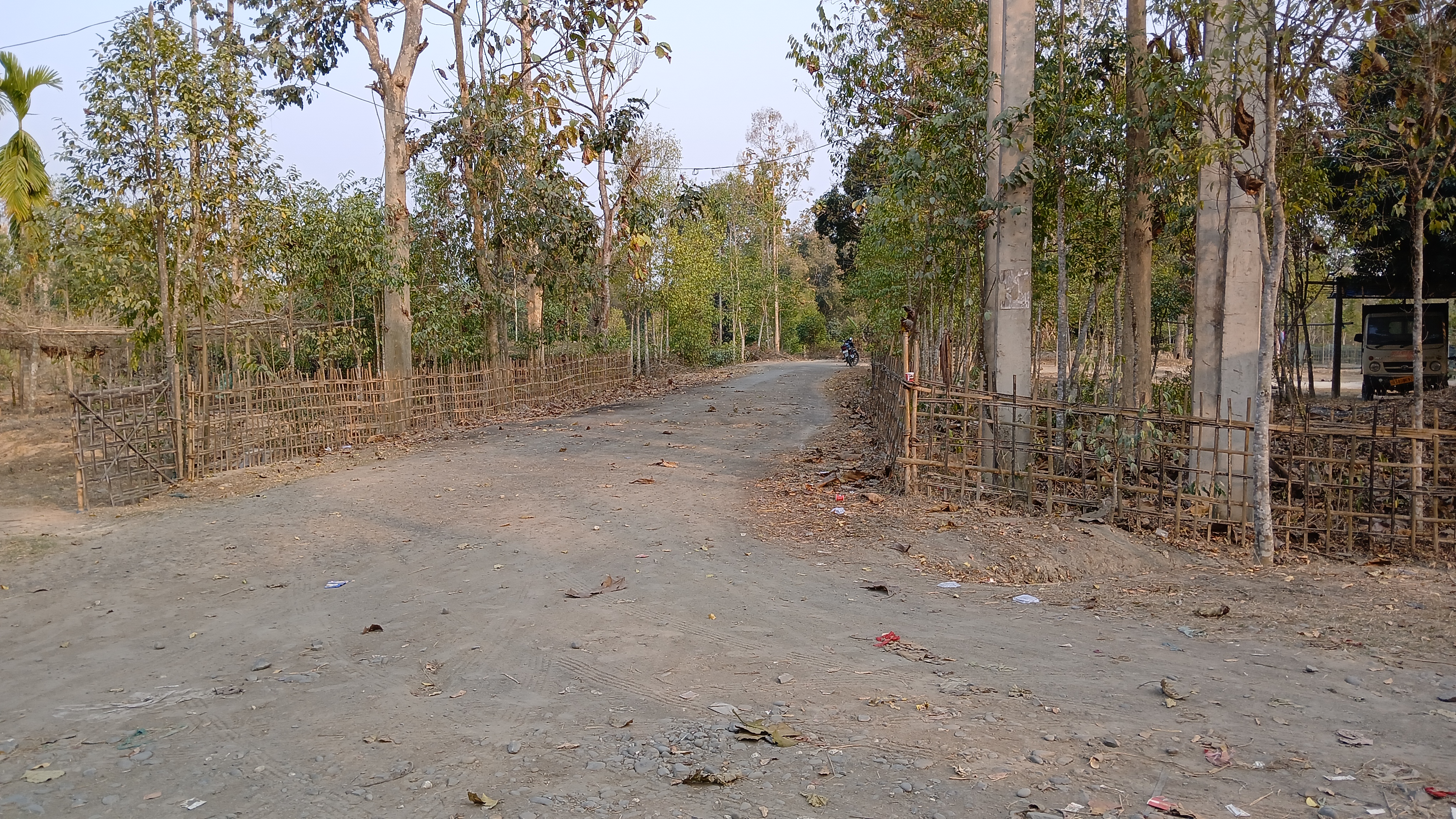 An old tree and Khokanguri village in Golaghat