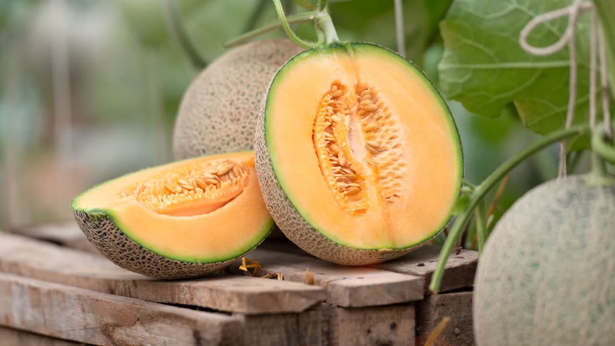 ಬೇಸಿಗೆಯಲ್ಲಿ ಸೇವಿಸಬಾರದ ಆಹಾರಗಳಿವು  FOODS NOT TO EAT IN SUMMER  HEALTH PROBLEMS IN SUMMER  DEHYDRATION AND DIGESTIVE PROBLEMS