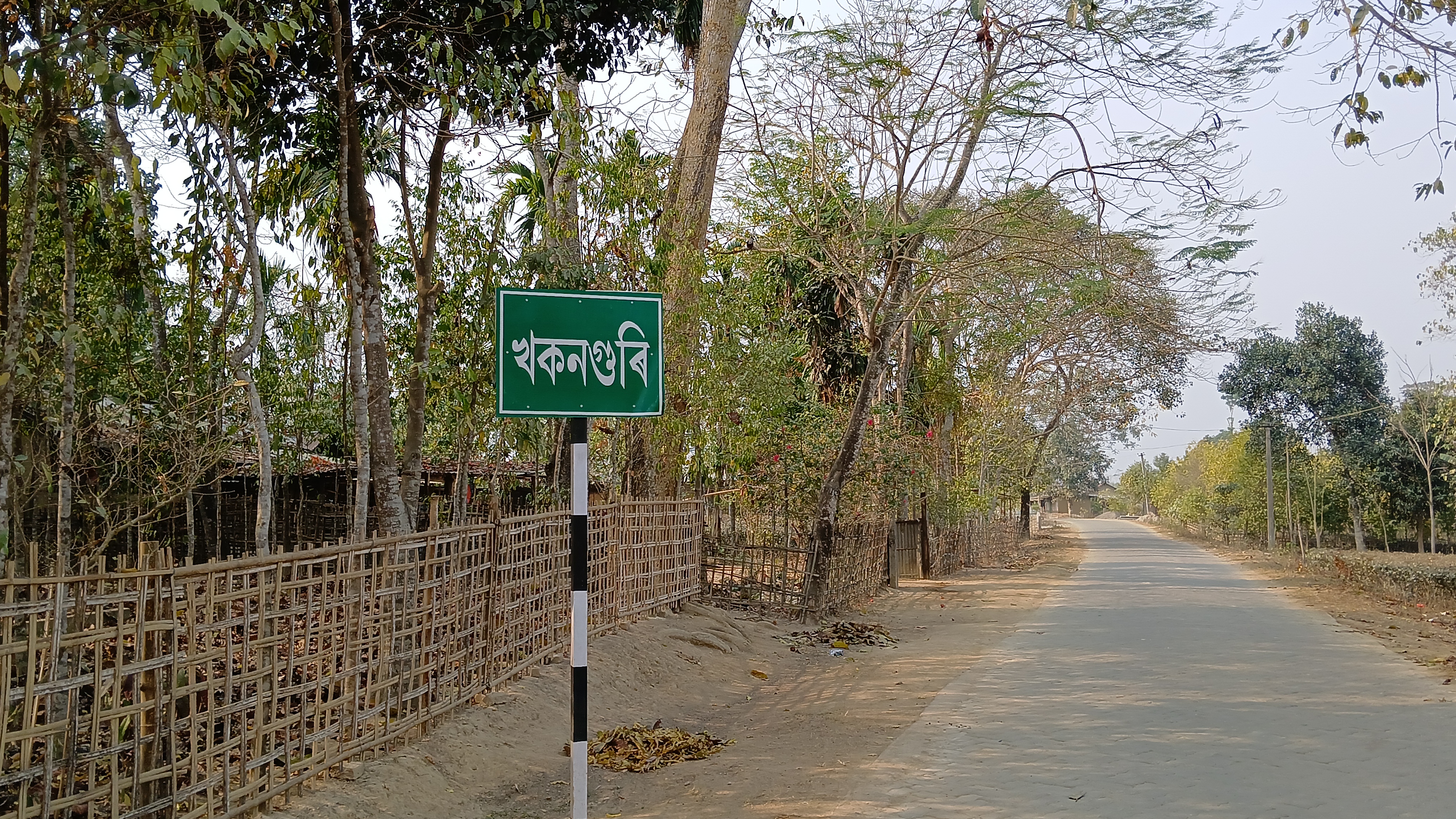 An old tree and Khokanguri village in Golaghat