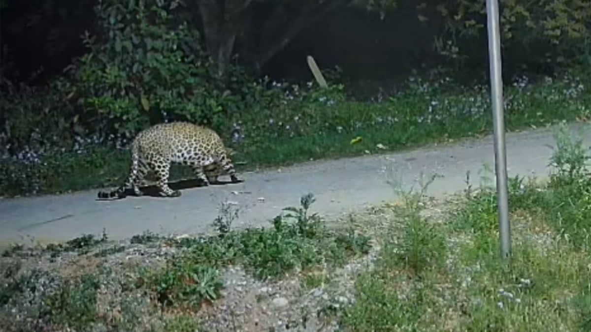 Dehradun Leopard Attack :- देहरादून में लकड़ी लेने जंगल गए व्यक्ति को गुलदार ने मार डाला, स्थानीय लोगों में डर का माहौल !