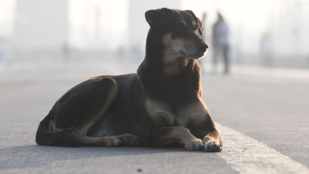 DOG OWNER FINE Rs 1000