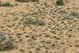 કચ્છમાં એક દાયકા બાદ ગ્રેટ ઈન્ડિયન બસ્ટર્ડ' ઘોરાડના બચ્ચાનો જન્મ