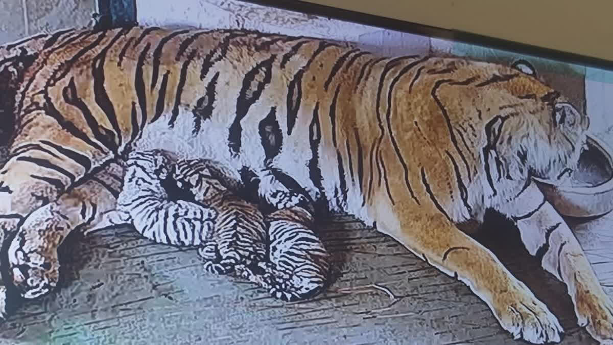 Jaipur's Nahargarh Biological Park Celebrates As Tigress Rani Gives ...