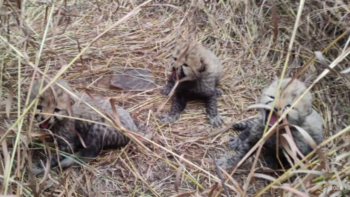 CHEETAH NIRVA BIRTH TO 5 CUBS