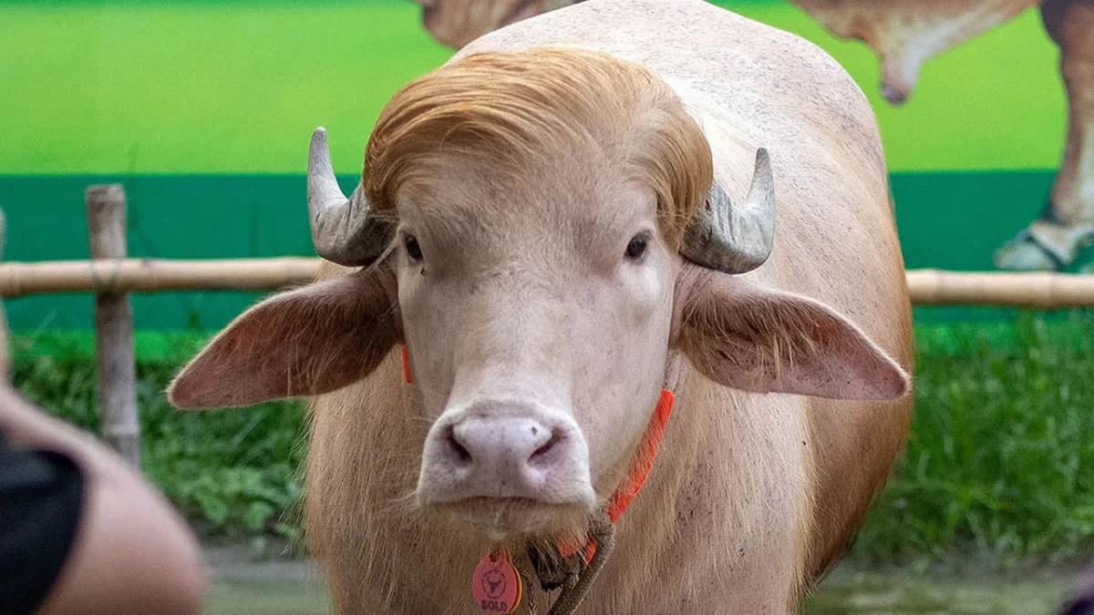 Bangladesh Buffalo News