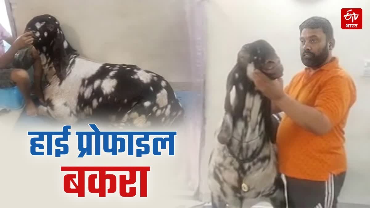 Indore High Profile Goat