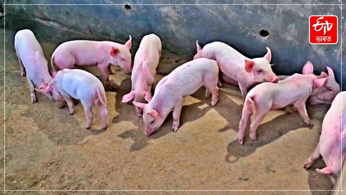 Pork ban in Tinsukia due to outbreak of African swine fever virus