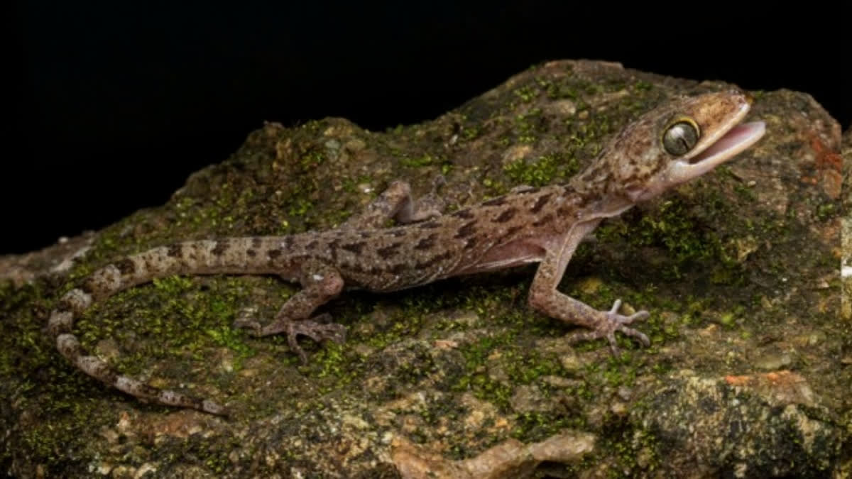 Bent-toed gecko