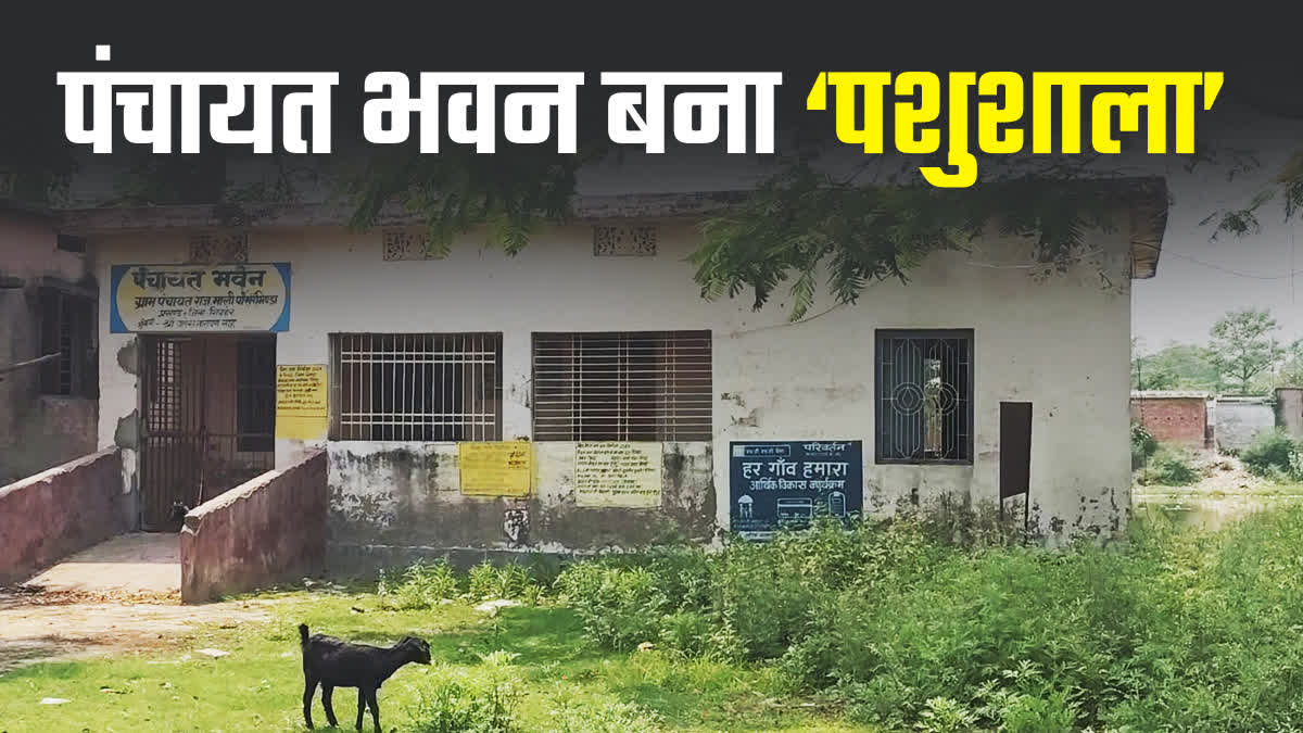 PANCHAYAT BHAWAN BECOME CATTLE SHED