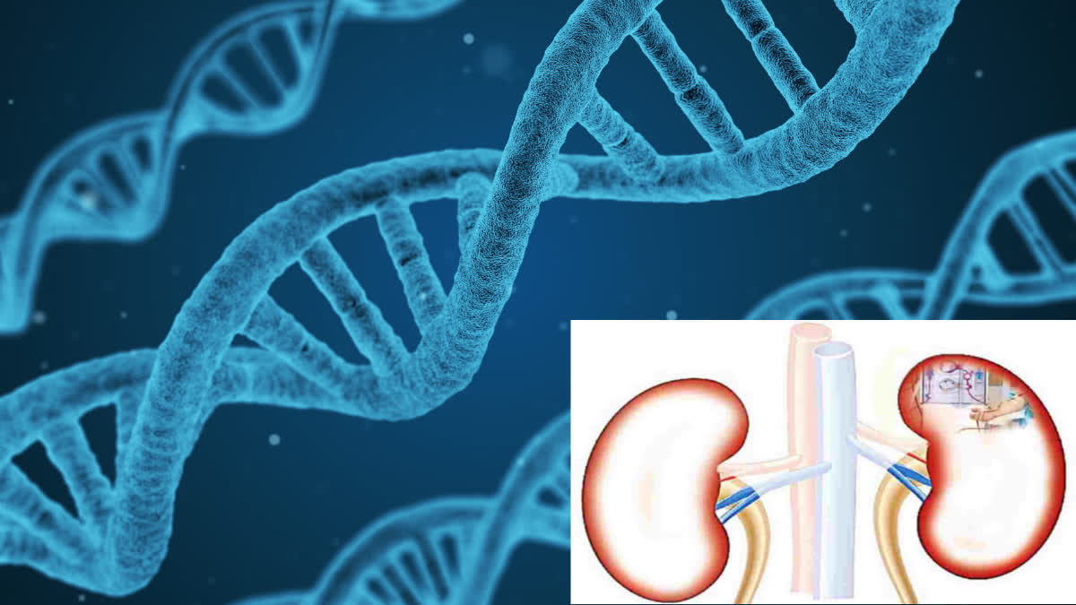 Is Autoimmune Kidney Disease Extremely Dangerous and Serious? If Not Detected in Time, It Can Be Fatal.