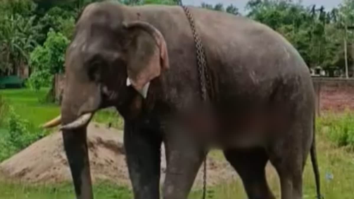Mahout killed in a domestic elephant attack
