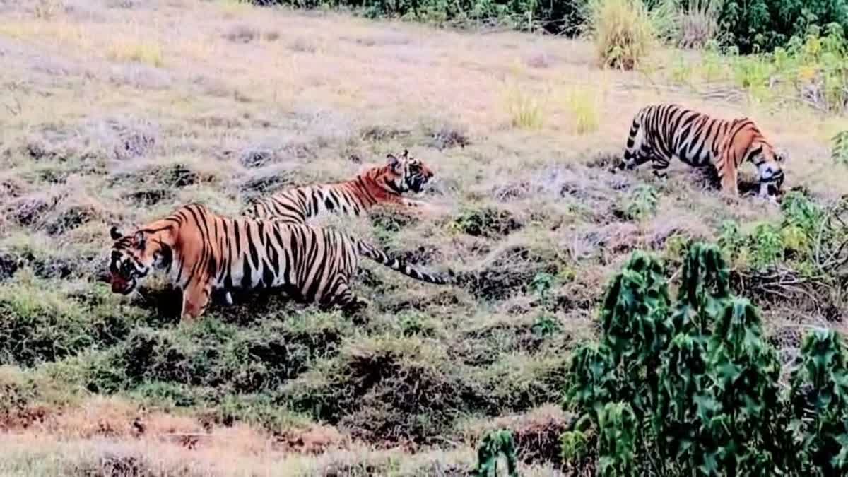 सतपुड़ा टाइगर रिजर्व में मनमोहक नजारा, 3 शावकों के साथ बाघिन झालई की ...