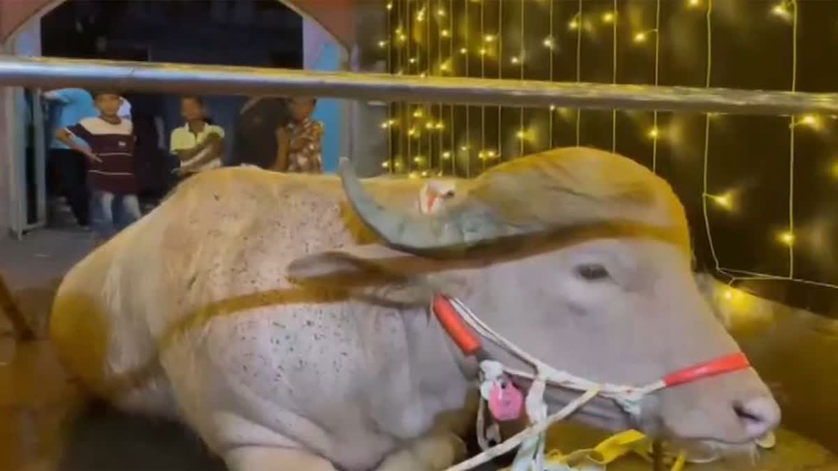 Bangladesh's 'Trump' buffalo spared from Eid sacrifice