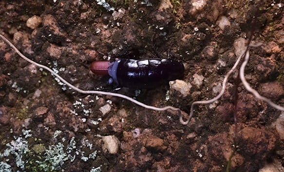 Indias First DNA Barcode library for Cockroaches