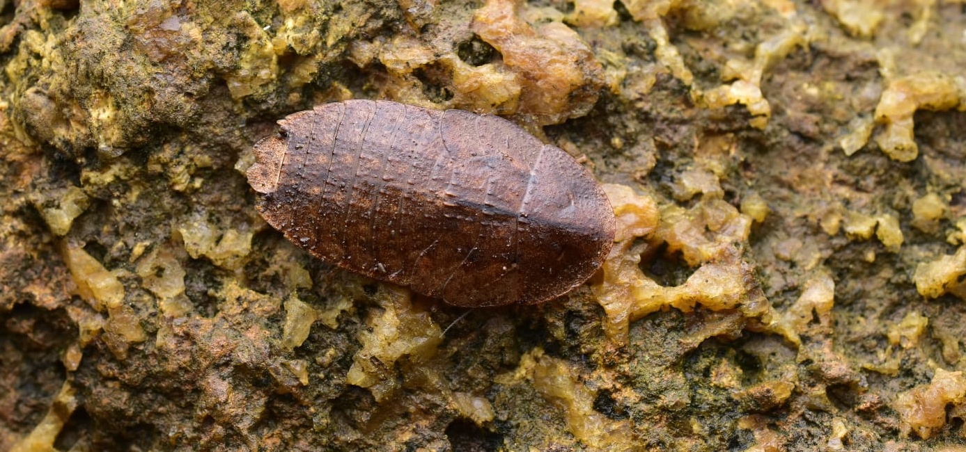Indias First DNA Barcode library for Cockroaches