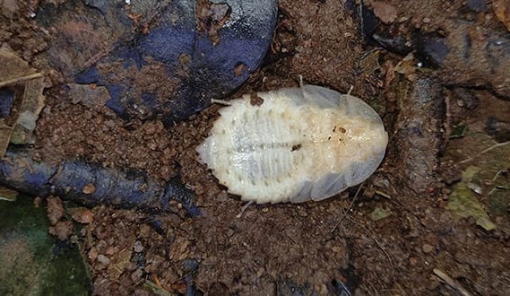 Indias First DNA Barcode library for Cockroaches