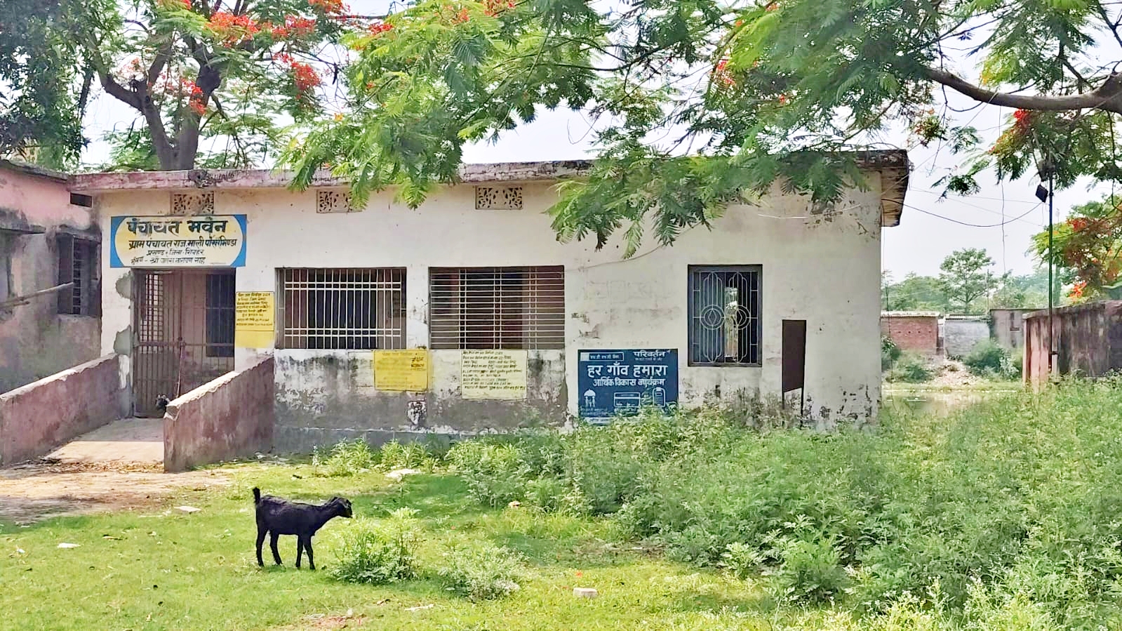 PANCHAYAT BHAWAN BECOME CATTLE SHED