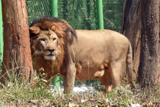 4 lion cubs die in Gujarat's Gir forest region, 17 isolated amid viral infection scare