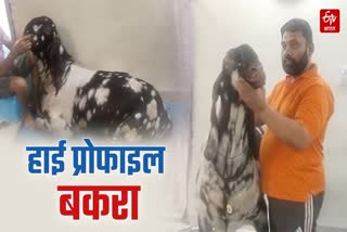 Indore High Profile Goat