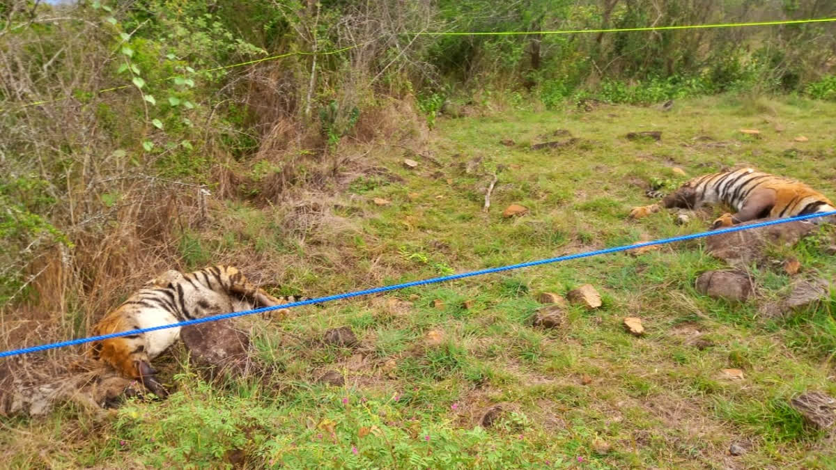 Karnataka Five Tigers Death Case: Three Accused Arrested In Chamarajanagar
