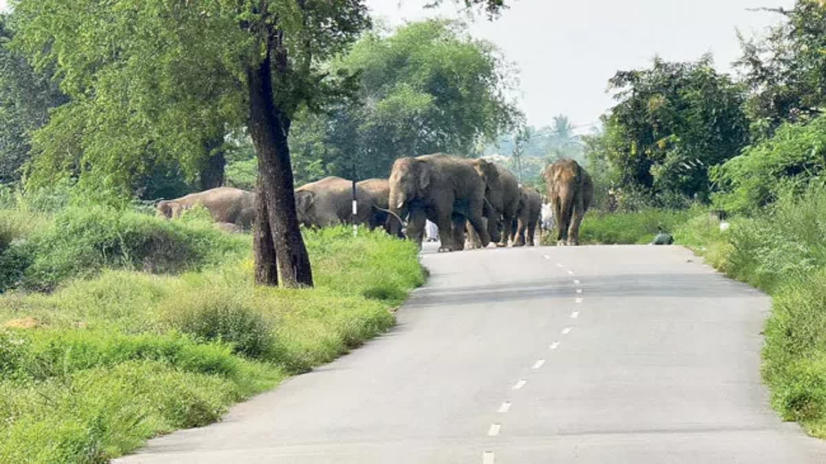 What's Happening in Seshachalam? Tusks Smuggled, Elephant Deaths Suspected, Red Sandalwood Mafia Now Turning to Wildlife
