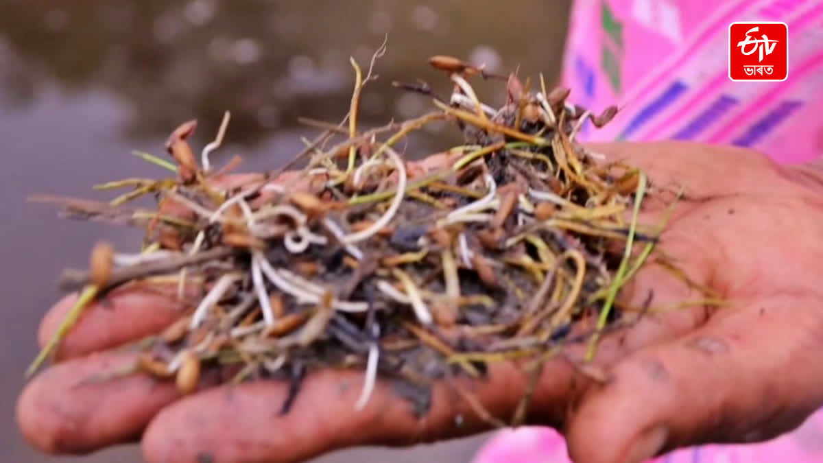 farmer of Dhemaji distress after artificial flood-destroyed paddy field