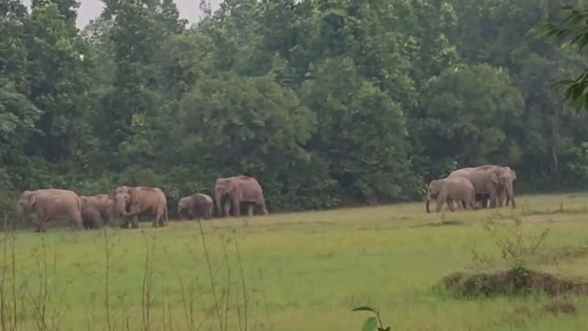 movement-of-wild-elephants-herd-in-bokaro-administration-issues-alert