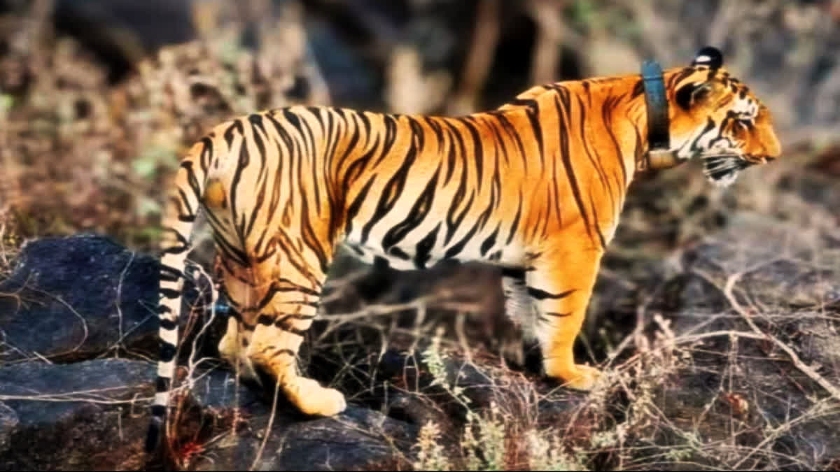 Tiger Terror in Three Districts Of State