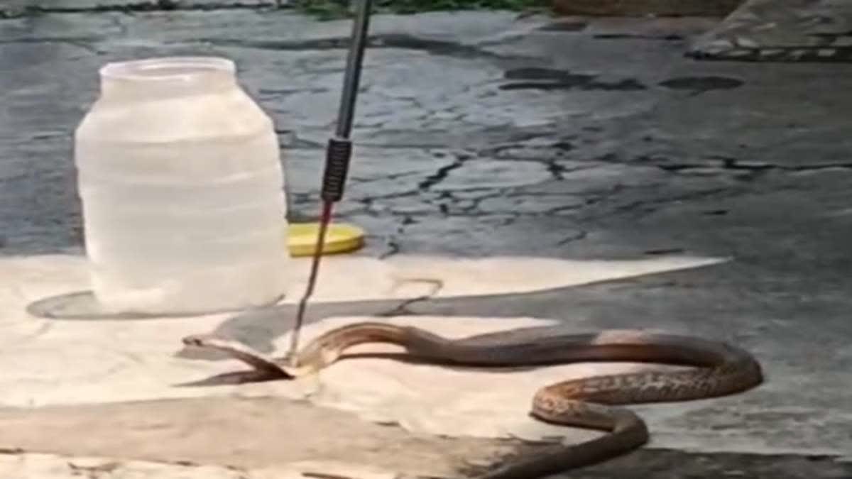 snakes-found-in-large-numbers-in-jamtara