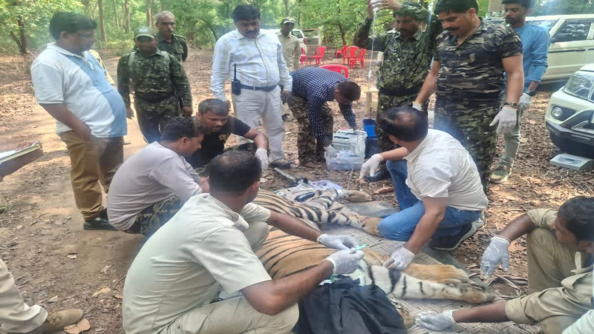 BANDHAVGARH INJURED TIGER RESCUED