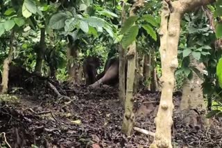 WILD ELEPHANT DIES
