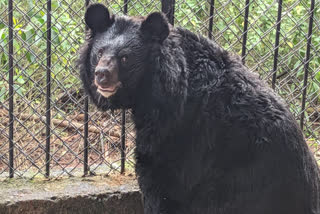 An aesthetic bear at the Dachigam National Park in Srinagar