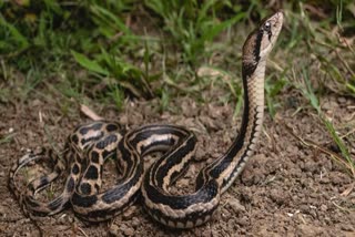 MP SNAKE BITES CASES