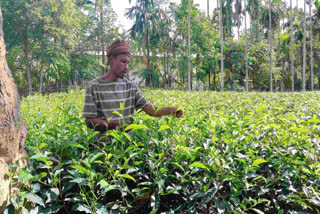 Small Tea Growers In Crisis In Assam: Plunging Green Leaf Prices And Financial Distress Assam tea gardens